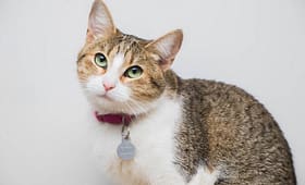 cat with a tag