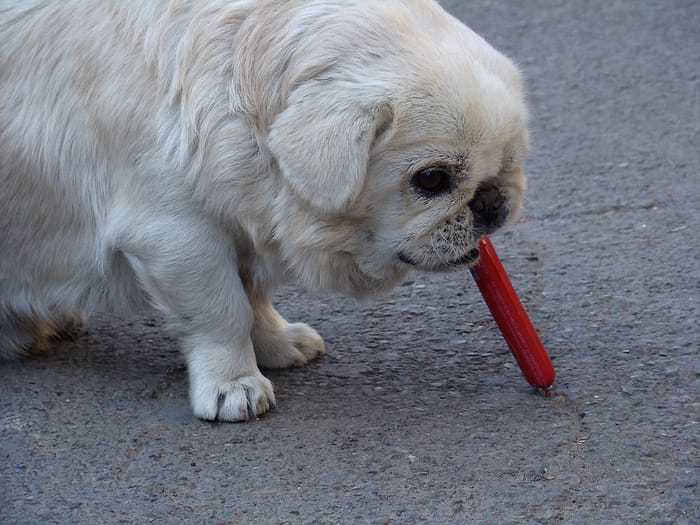 healthy pet